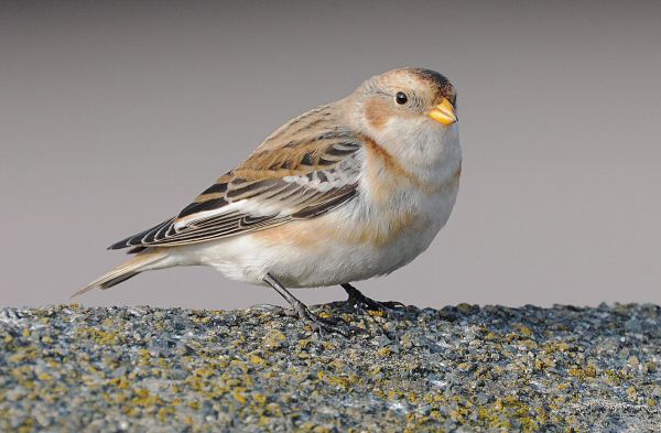 Snow Bunting
