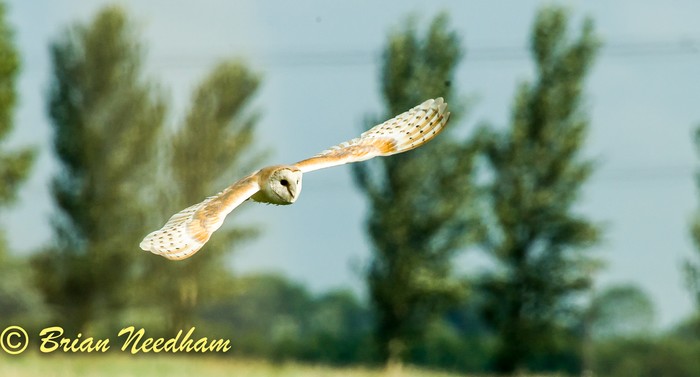 Barn Owl