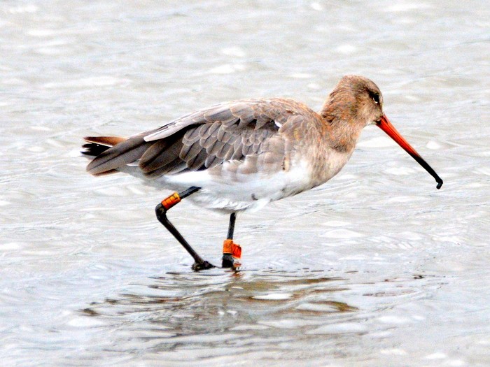 Continental Black-tailed Godwit