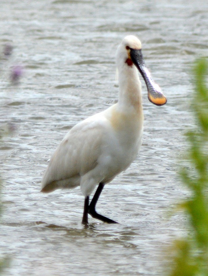 Spoonbill