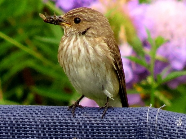 Spotted Flycatcher