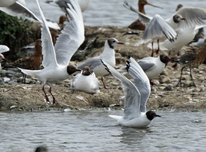 Bonaparte's Gull