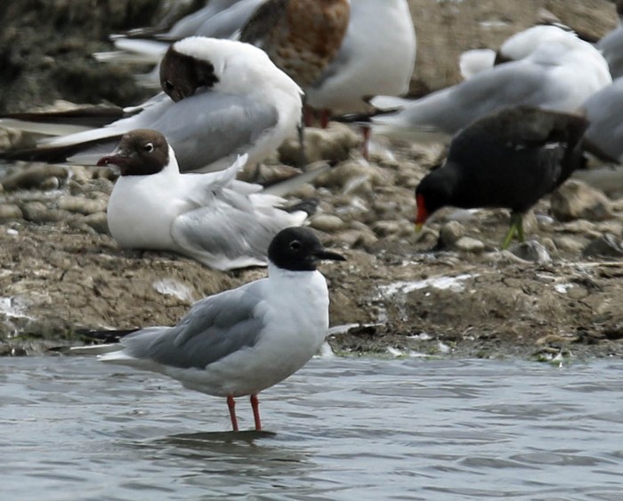 Bonaparte's Gull