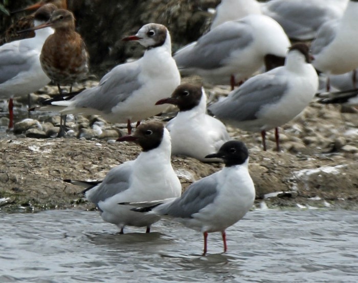 Bonaparte's Gull