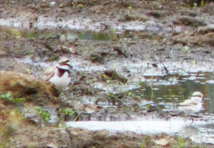 little ringed plover 