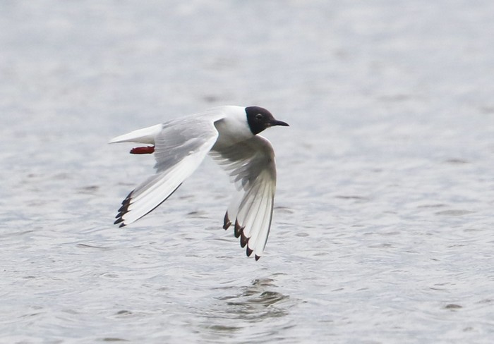 Bonaparte's Gull