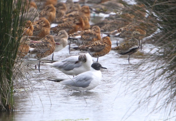 Bonaparte's Gull