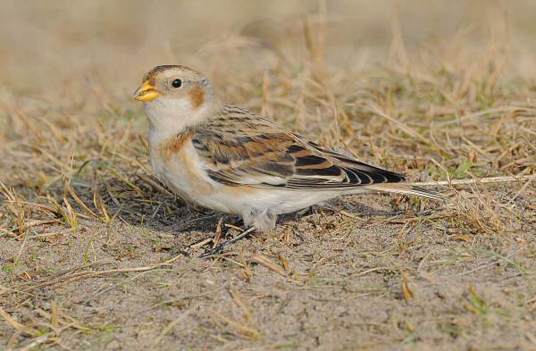 Snow Bunting