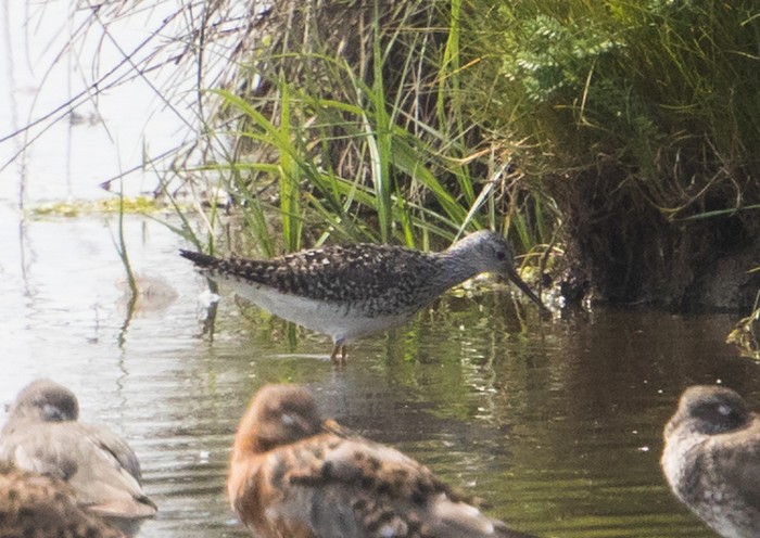 Lesser Yellowlegs