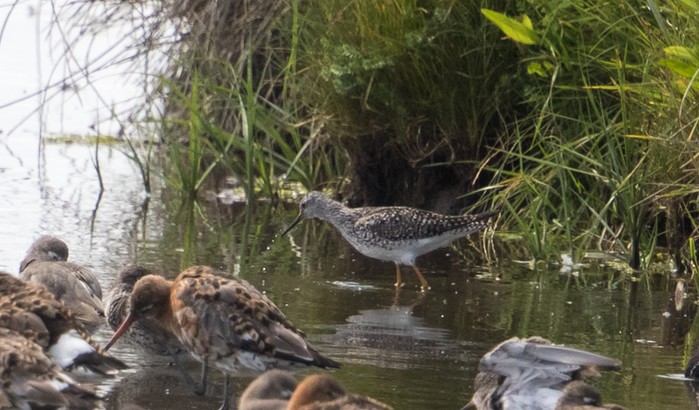 Lesser Yellowlegs