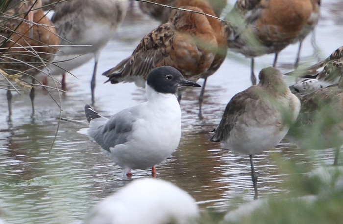 Bonaparte's Gull