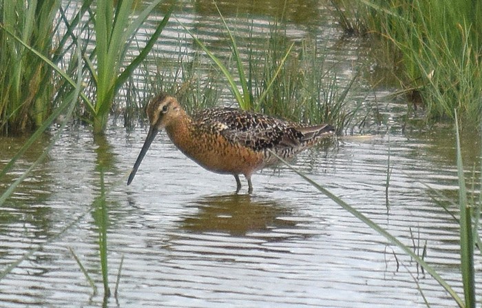 Long-billed Dowitcher