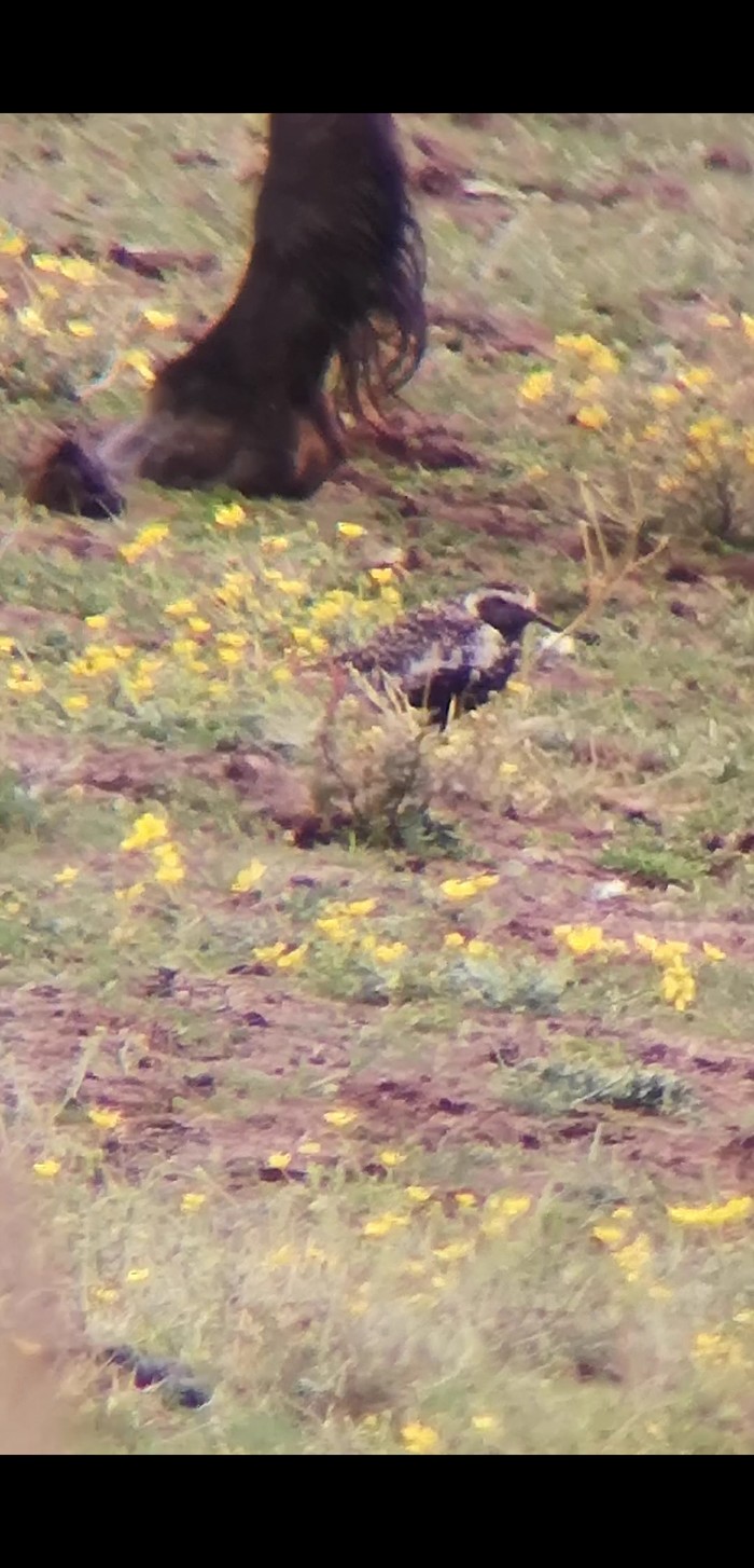 Pacific Golden Plover