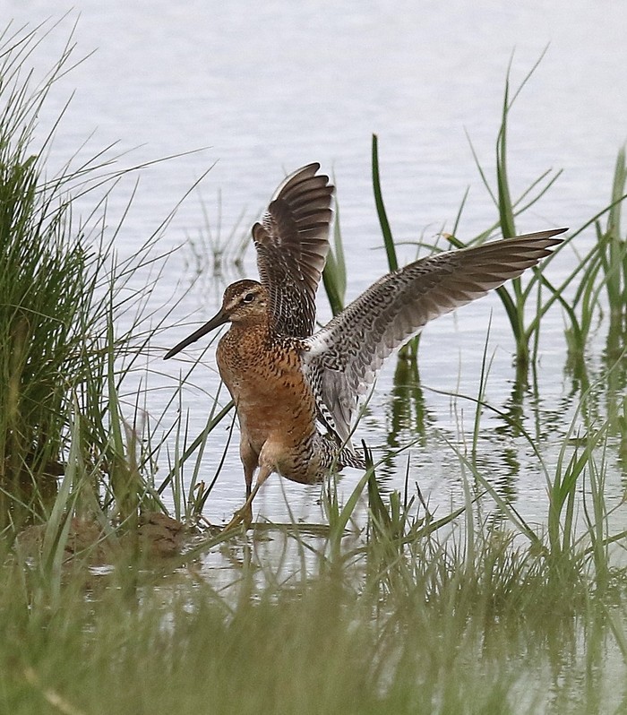 Long-billed Dowitcher