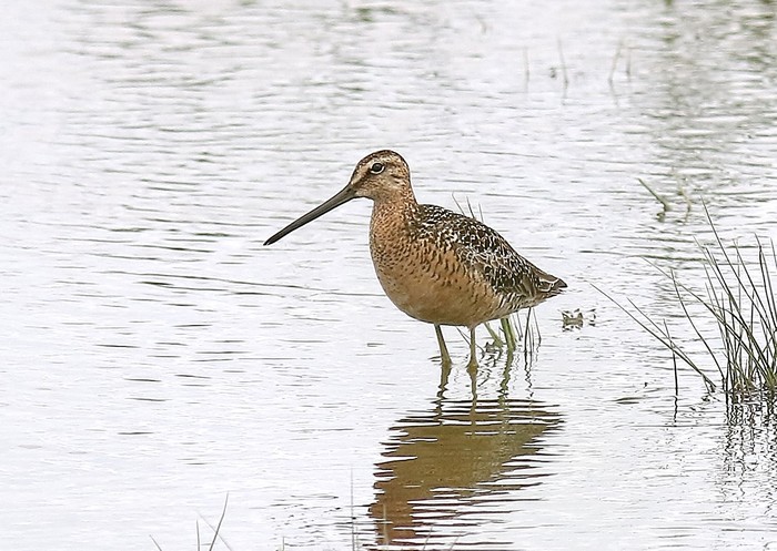 Long-billed Dowitcher