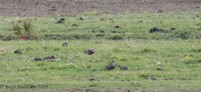 Pacific Golden Plover