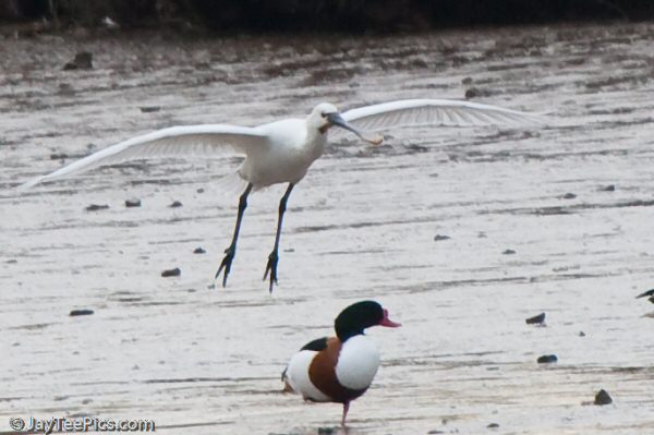 Spoonbill
