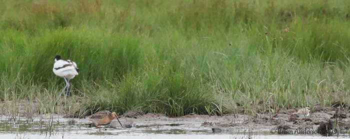 Long-billed Dowitcher