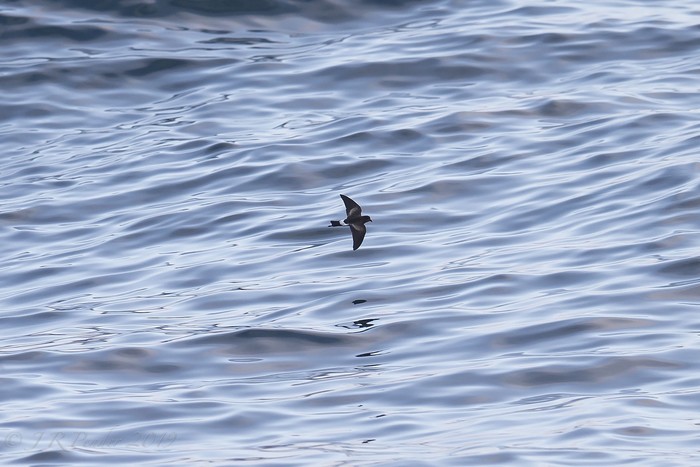 Wilson's Petrel