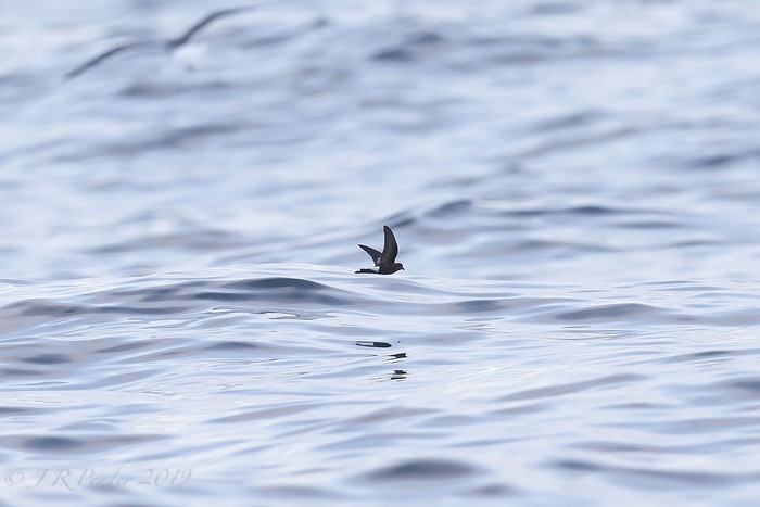 Wilson's Petrel