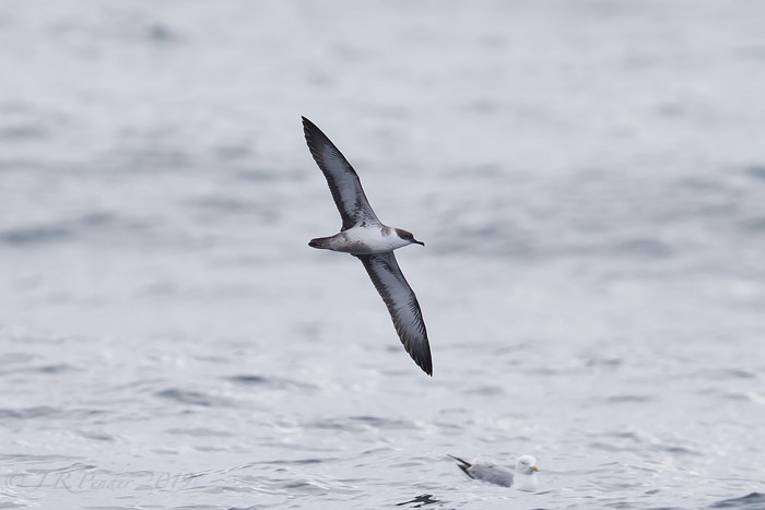 Great Shearwater