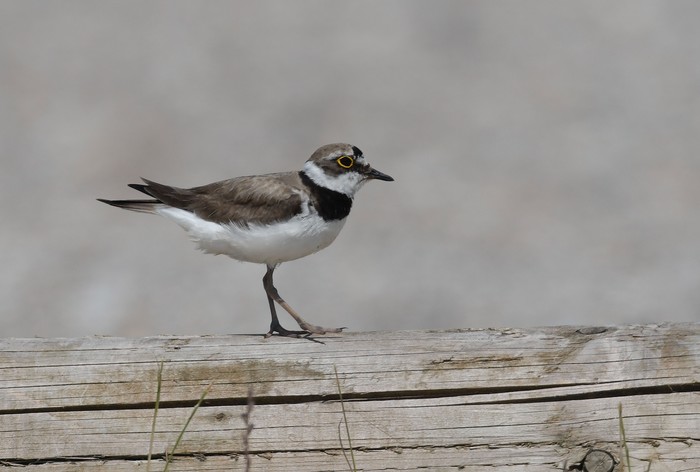Little Ringed Plover