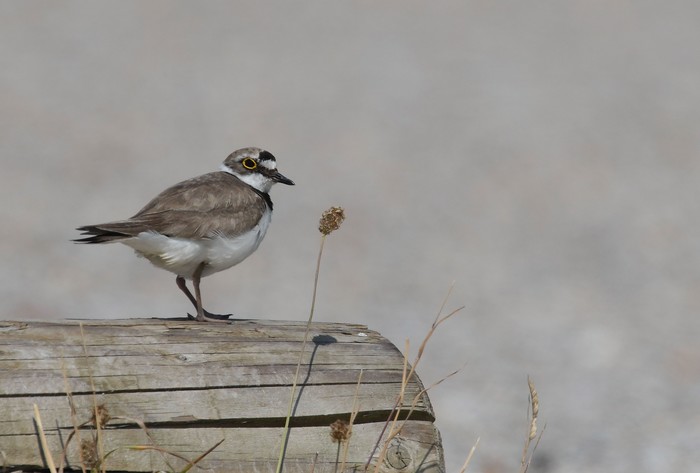 Little Ringed Plover