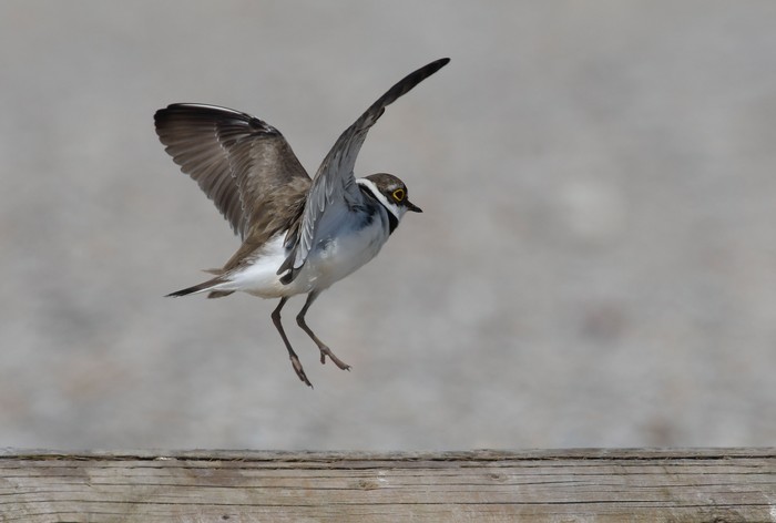 Little Ringed Plover