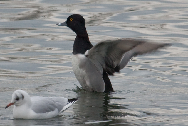 Ring-necked Duck