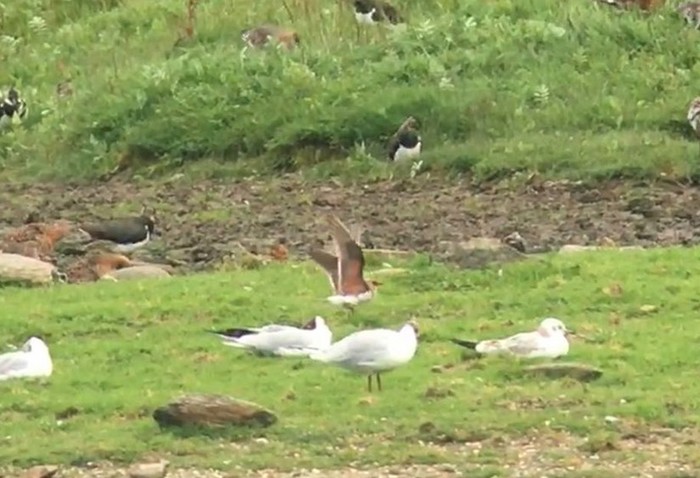 Collared Pratincole