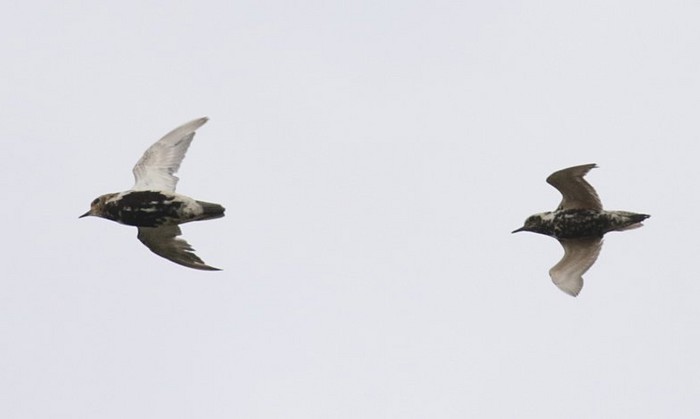 Pacific Golden Plover