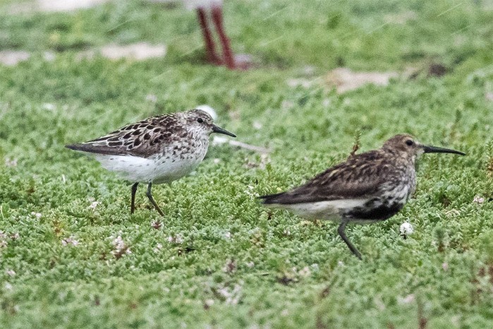 Semipalmated Sandpiper