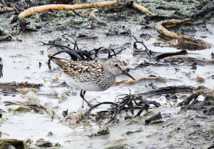 White-rumped Sandpiper