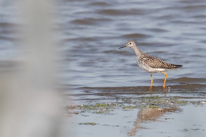 Lesser Yellowlegs