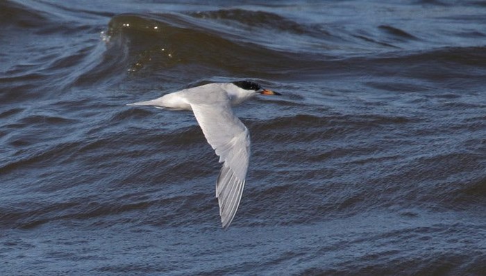 Forster's Tern