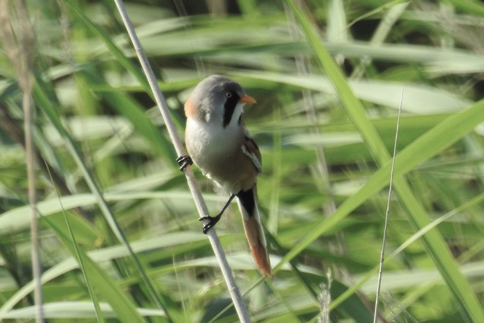 Bearded Tit