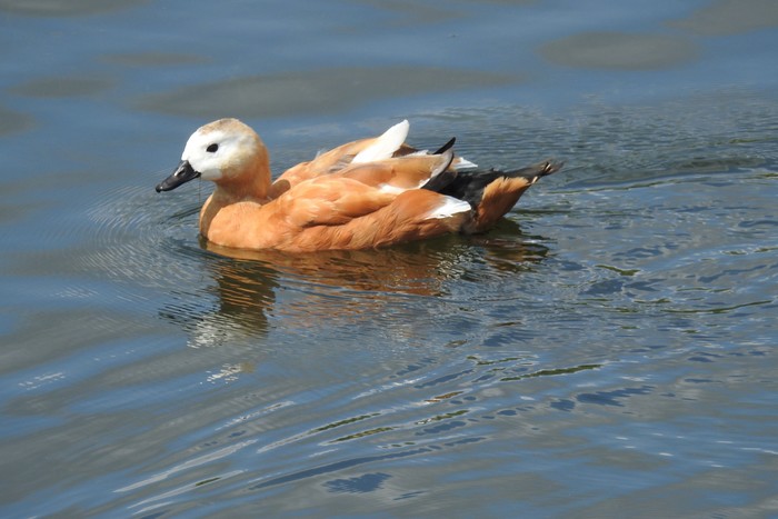 Ruddy Shelduck
