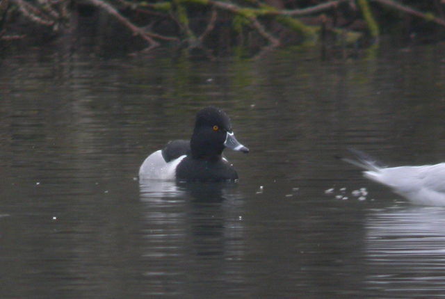 Ring-necked Duck