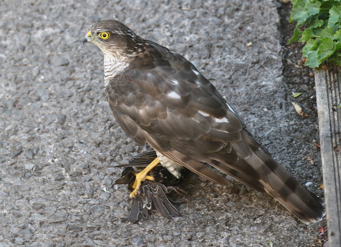 Sparrowhawk
