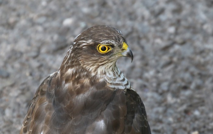 Sparrowhawk