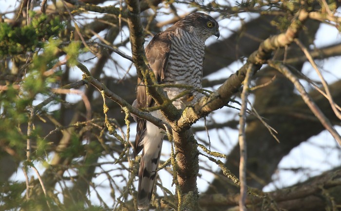 Sparrowhawk