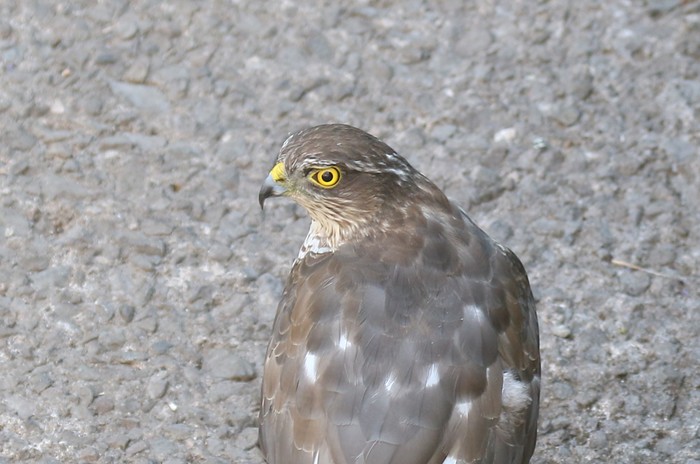 Sparrowhawk