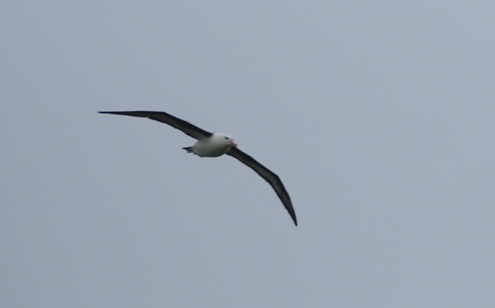 Black-browed Albatross