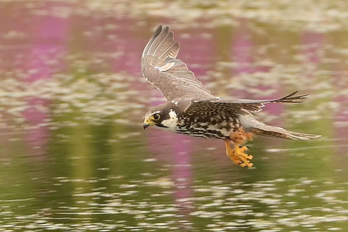 Hobby