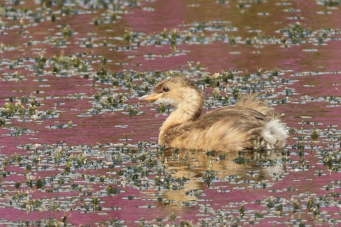 Little Grebe