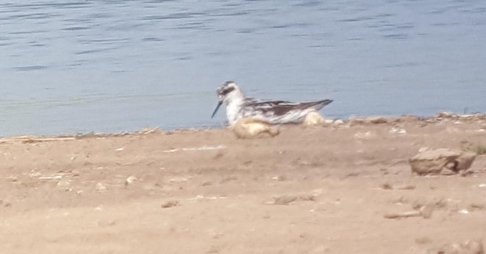 Red-necked Phalarope