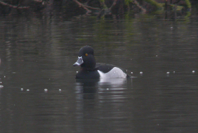 Ring-necked Duck