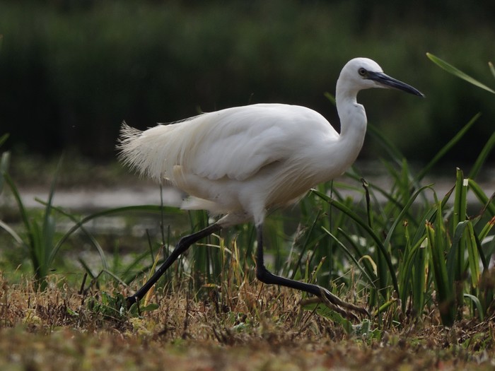 Little Egret