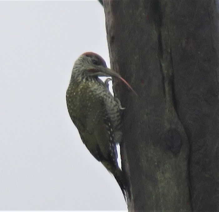 Green Woodpecker