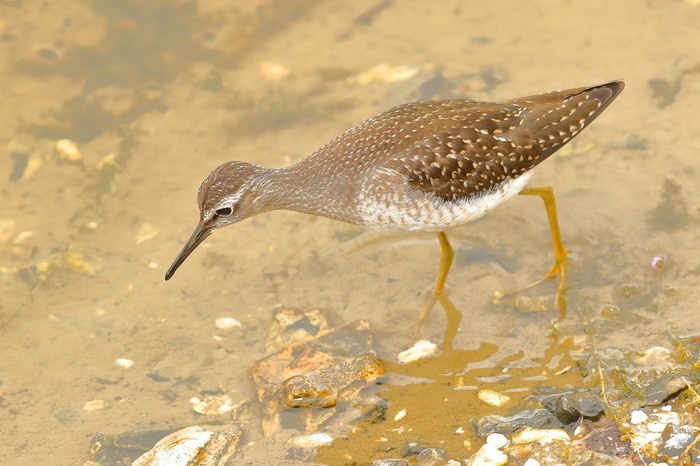 Wood Sandpiper